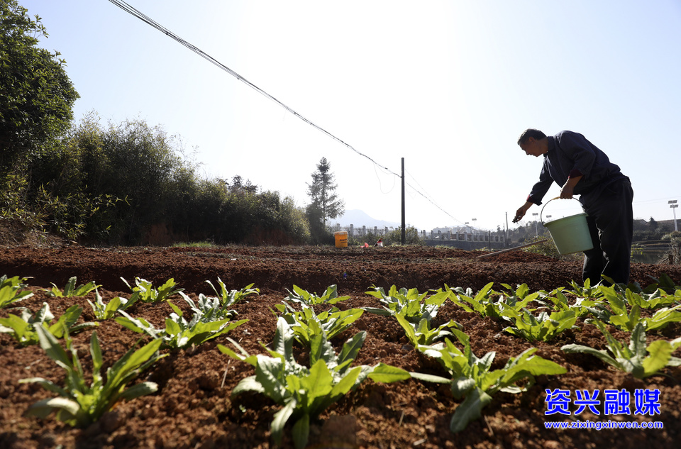 1月30日，在唐洞街道田心社区，农民在菜地里施肥。（李科 摄）